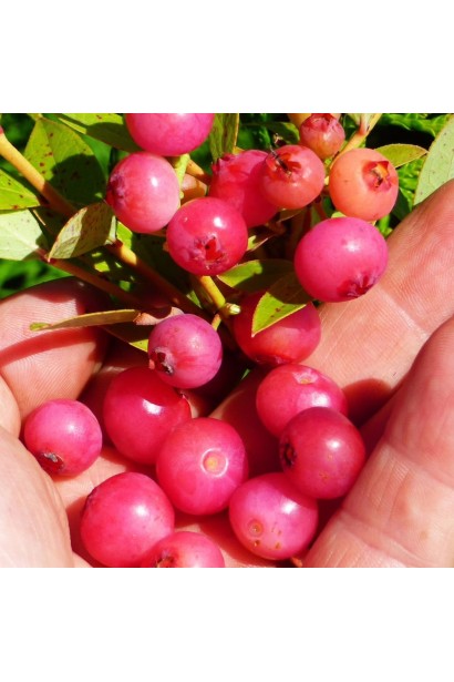 Лохина Рожевий Лимонад ягоди